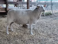 Schaf, Lacaune sheep — Foto 8