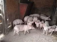 Pigs (batch, sex not specified), Pigs — photo 2