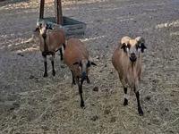मेढ़ा, Cameroon sheep — फ़ोटो 2