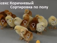 Chickens — 照片 4