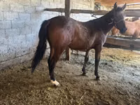 Mare, Horses — photo 3