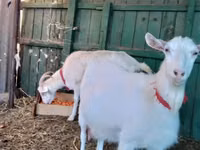 Mbuzi jike, Saanen goat — picha 4