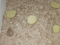 Canlı yem – un qurdları (Tenebrio molitor) 2 qepik ededi - Ev quşları — Foto 2