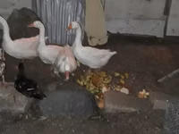 Geese — 照片 1