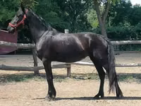 Farasi jike, Friesian — picha 2