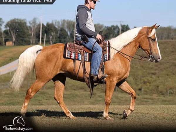 Stute, Palomino
