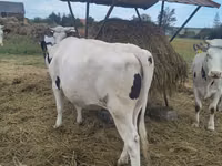 Ng'ombe jike, Banda la Holstein — picha 8