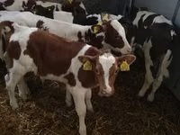 牛只（批次，未指定性别）, Simmental cattle — 照片 6