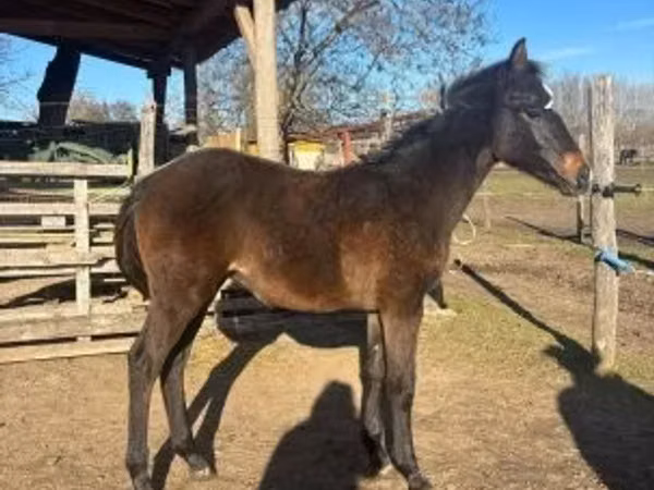 Caballo, Hungarian horse breed