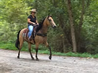 فرس, Missouri foxtrotter — الصورة 3