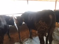 Ng'ombe dume, Aberdeen – Angus — picha 3