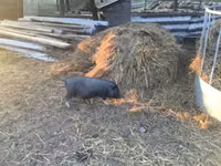 Boar — photo 1