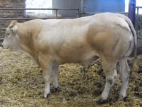 Bulle, Blonde d’Aquitane cattle — Foto 2