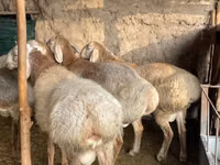 Ram, Arashan sheep — photo 2