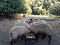 भेड़, Tsigai sheep — फ़ोटो 2