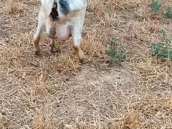 Cabra, Cabras