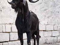 बकरा, Anatolian Black goats — फ़ोटो 1