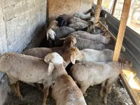 Sheep, Rhon sheep — photo 4