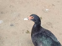 Ducks — 照片 2