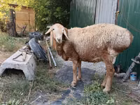 मेढ़ा, Rhon sheep — फ़ोटो 1