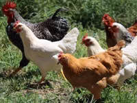 Chickens — Foto 6