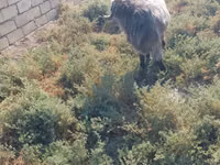تيس, Damask goat — الصورة 3