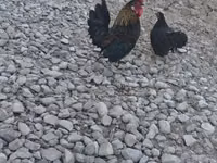 Chickens — फ़ोटो 1