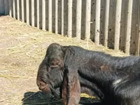 Ziegenbock, Kamori goats — Foto 1