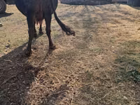 Cow, Brown Mountain — photo 3