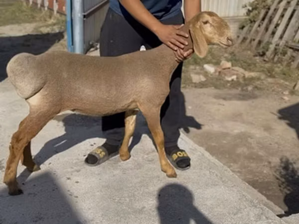 Schaf, Karakul sheep