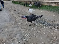 برونز — الصورة 3