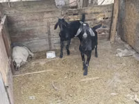 Cabro, Cabras — foto 2
