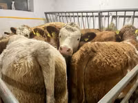 गाय, Simmental cattle — फ़ोटो 1