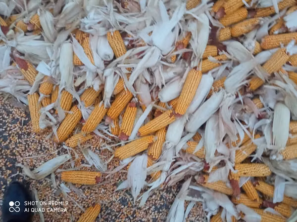 Продаю кукуруза 🌽 Пионер сухой, 1кг 13сом адрес КАРА Балта