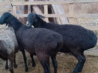 Dume la kondoo, Edilbay sheep — picha 3