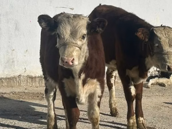 Ng'ombe jike, Simmental cattle