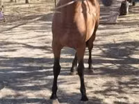 Caballo, Caballos — foto 2