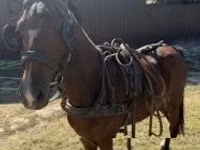 Caballo, Hackney horse — foto 3