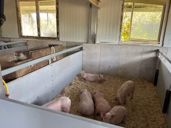Boar, 