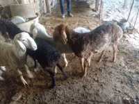 Ram, Rhon sheep — photo 3