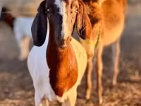 Goat, Boer goat — photo 2