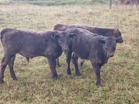 Ng'ombe dume, Ng'ombe wa Galloway — picha 2