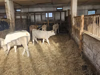 Cow, Charolais cattle — photo 5