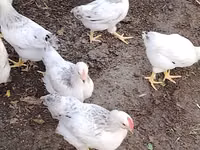 Chickens — الصورة 3