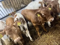 Cow, Cattle — photo 1