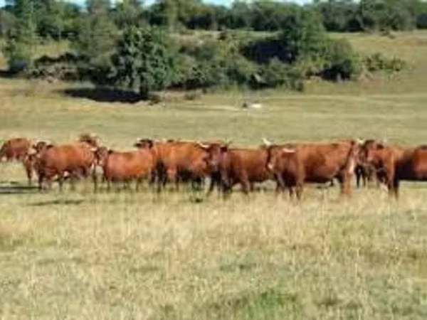 Ng'ombe jike, Salers cattle