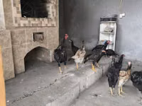 Chickens — Foto 5