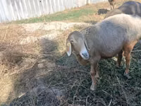 भेड़, Arashan sheep — फ़ोटो 3
