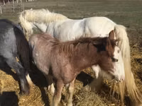 Farasi dume, Gypsy horse — picha 3