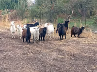 Cabra, Alpine goat — foto 2